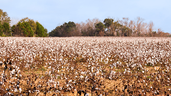 A look at a mature cotton field shot in Brooklet, Georgia.