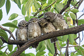 A cute Spotted Owlet family cuddling together on a branch