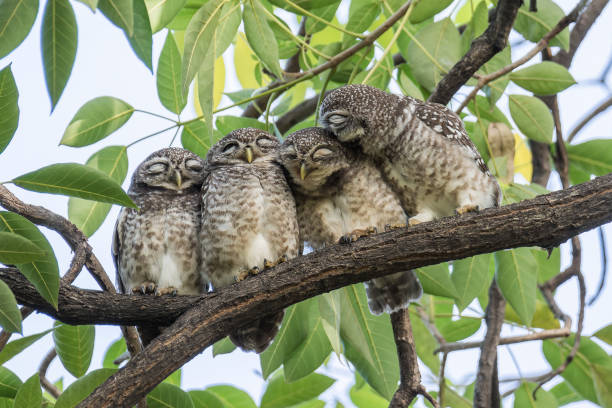 A cute Spotted Owlet family cuddling together on a branch A cute Spotted Owlet Athene brama family cuddling together on a branch in broad daylight preening stock pictures, royalty-free photos & images