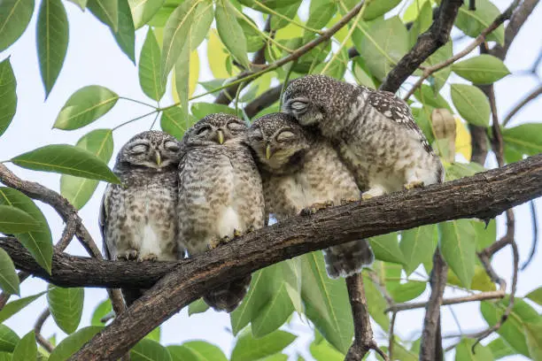 Photo of A cute Spotted Owlet family cuddling together on a branch