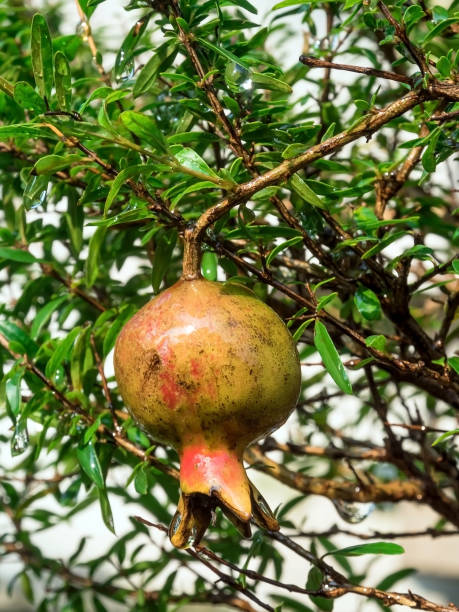 istock Fresh pomegranates on tree in outdoor garden 1452692863
