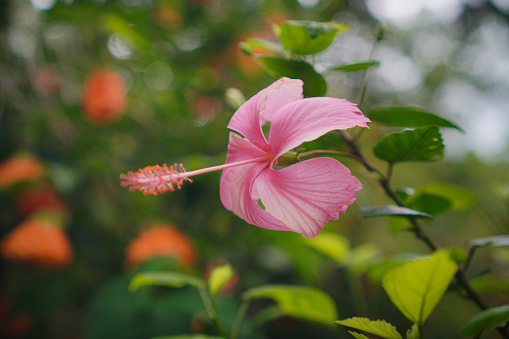 Pink Hibiscus Rosa sinensis