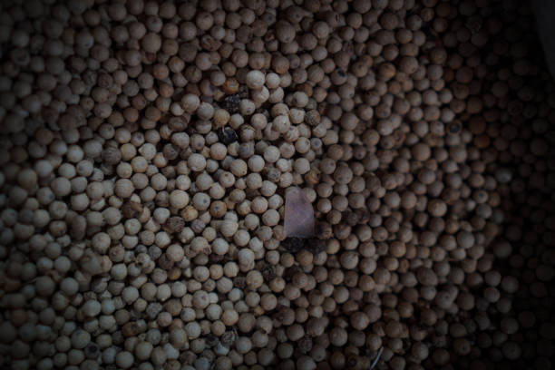 White pepper is known as a kitchen spice that can give a warm or spicy taste to every dish.