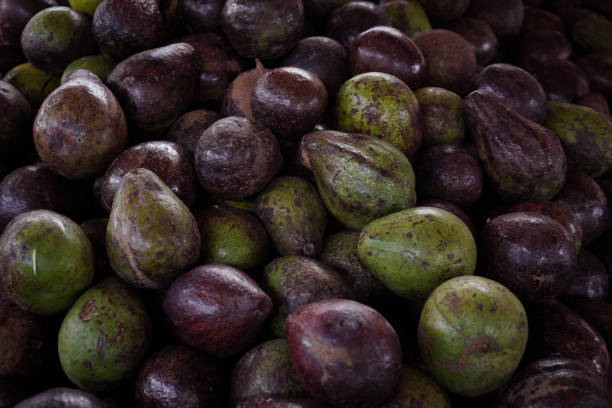 fresh avocado fruit