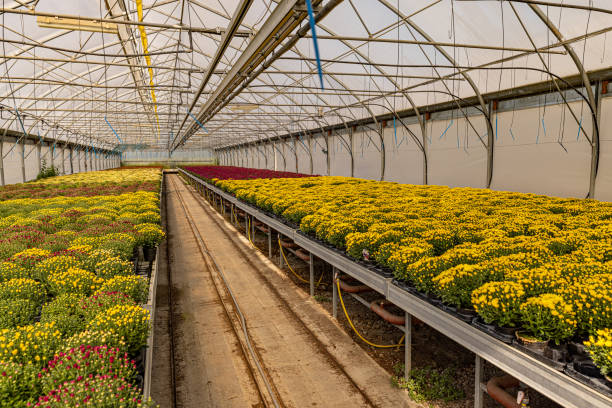 istock Greenhouse filled with chrysanthemums 1452694268