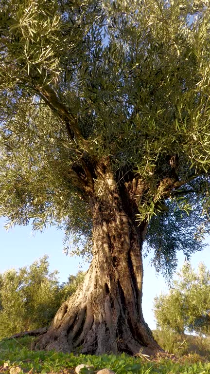 Old olive tree.