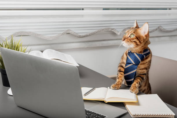 istock Funny Bengal cat in a tie behind a laptop. 1452695696