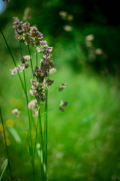 istock wisps in the meadow, close up blurry background 1452696382