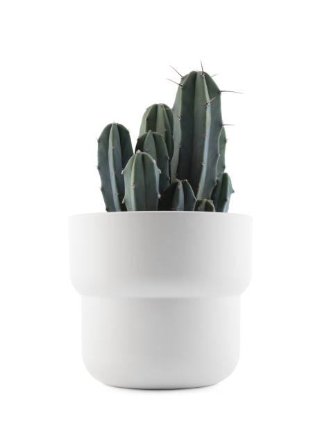istock Cactus in a white pot isolated on white background 1452697210