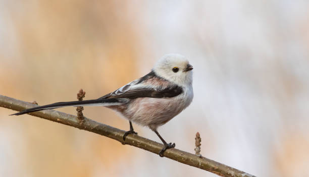 istock Long-tailed tit, Aegithalos caudatus. A bird sitting on a beautiful blurred background 1452699132