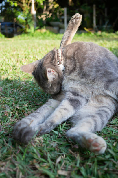 istock Thai local village cat in many action 1452699475