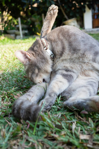 istock Thai local village cat in many action 1452699476