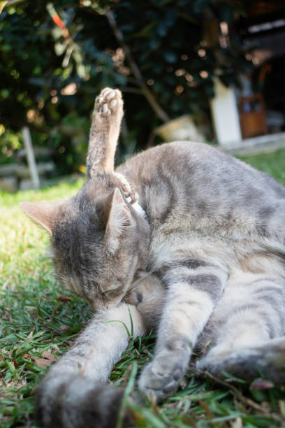 istock Thai local village cat in many action 1452699480