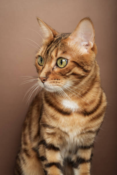 istock Funny muzzle of a Bengal cat on a brown background. 1452700571