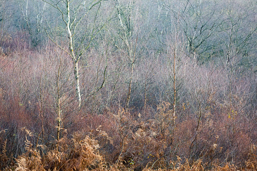 A patch of scrub, small trees and bracken on the edge of a woodland in the English countryside in late Autumn