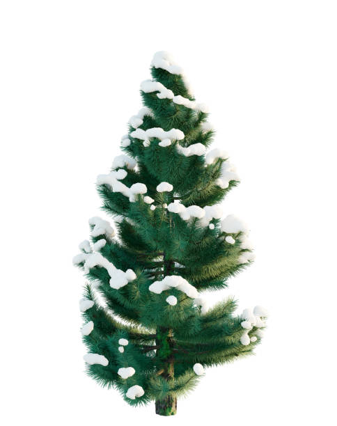 istock 3d rendering. Christmas tree in snow isolated on white background. 1452700863