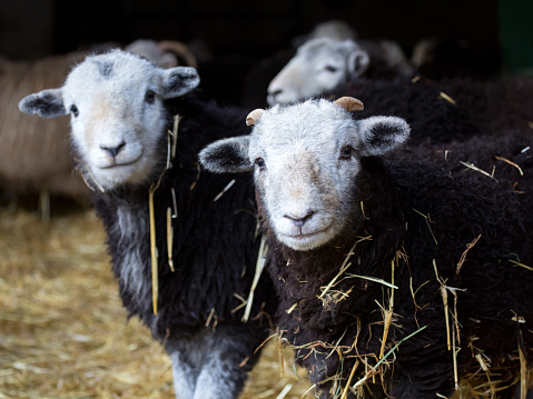 Herdwick sheep in a hay barn in winter time in the English Lake District, Cumbria