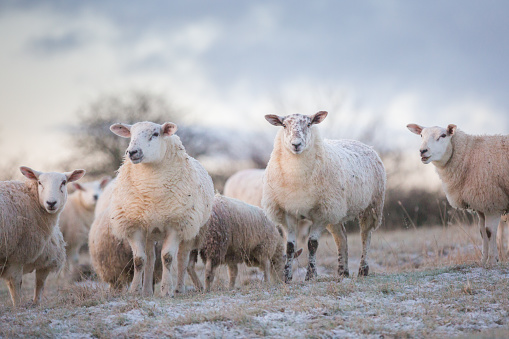 Sheep grazing in a farmers field on a frosty winter morning in Northumberland.