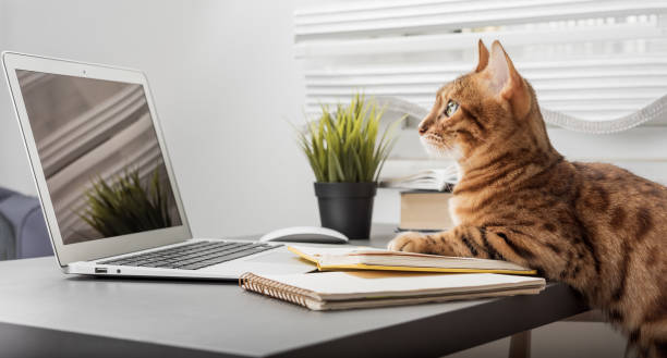 istock Red cat works at a computer from home. Home office during self-isolation and quarantine. 1452701963