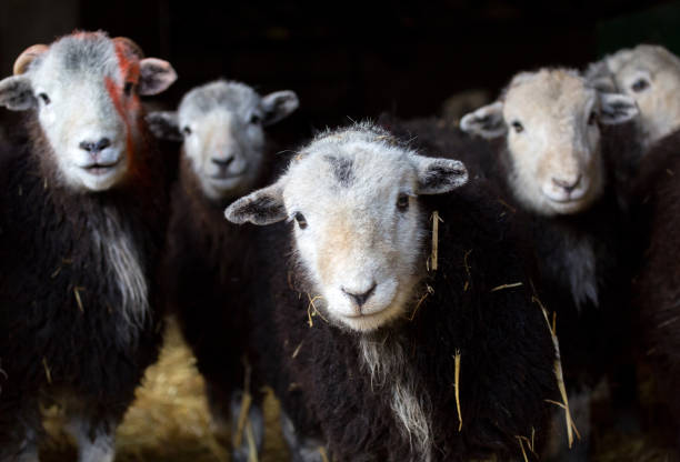 カンブリア州イギリス湖水地方の冬季の干し草納屋のハードウィック羊 - herdwick sheep ストックフォトと画像