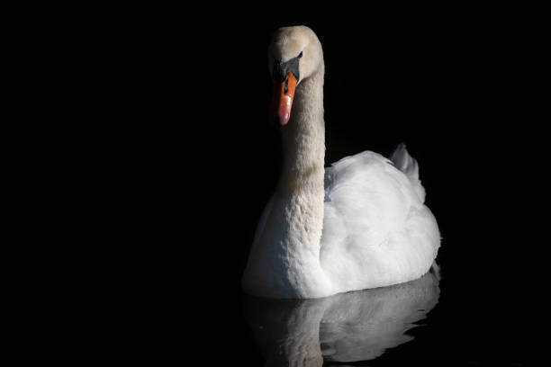 istock A white swan swims on dark water against a dark background 1452702600