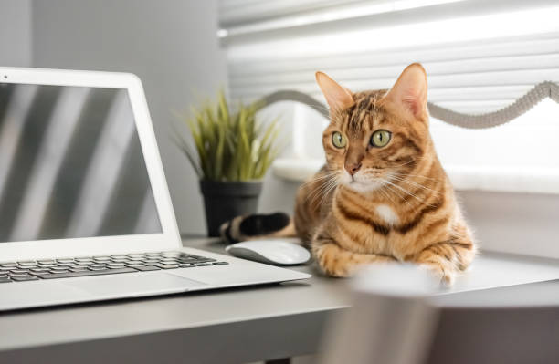 istock The cat is sitting on the desktop next to a laptop and a notepad, a white home office 1452702638