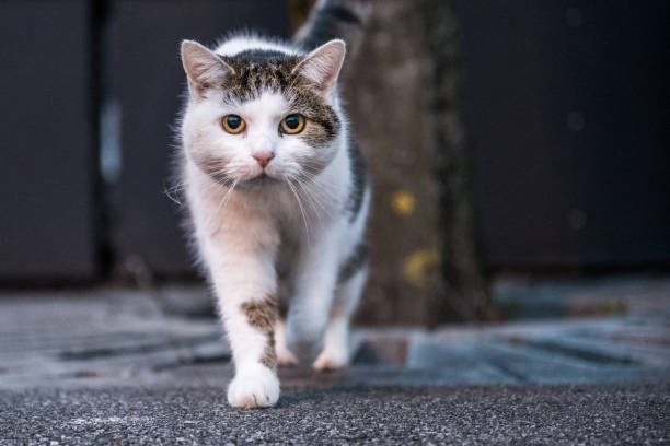 興味のあるカメラに向かって歩く猫 - 接近する ストックフォトと画像