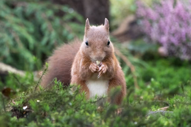 istock European red squirrel eating a nut 1452705570