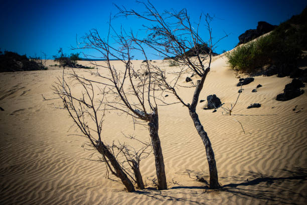 dry trees in the dunes of Corralejo