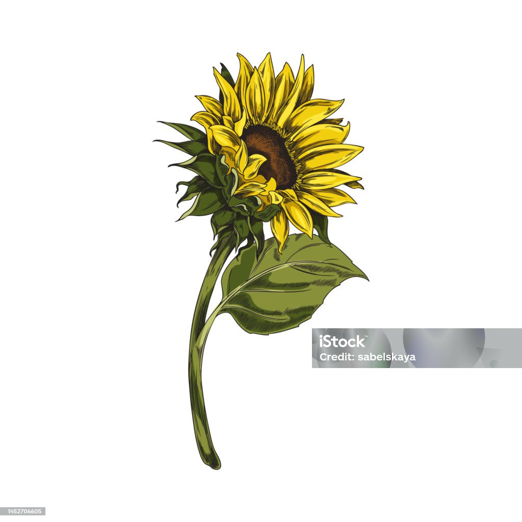 Hoa Hướng Dương Nở Hoa Duy Nhất Vẽ Tay Khắc Vector Minh Họa Cô Lập ...