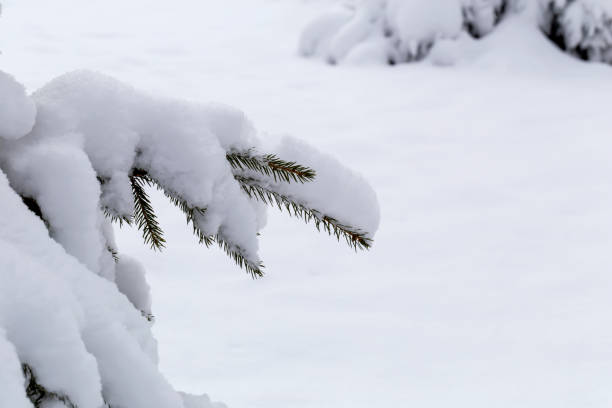 istock Spruce branch covered with snow on a snowy background 1452707003