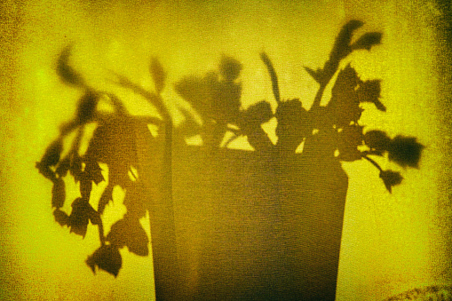 Backlit plant behind a curtain