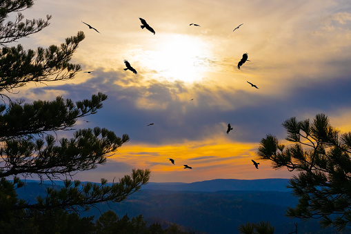 A flock of kites circles in the colorful evening sky against the backdrop of the sun's sunset rays. Landscape with pine trees and distant mountains at dusk