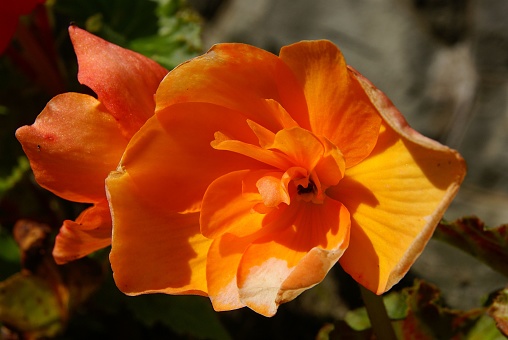 Avens plant with rain covered orange flower