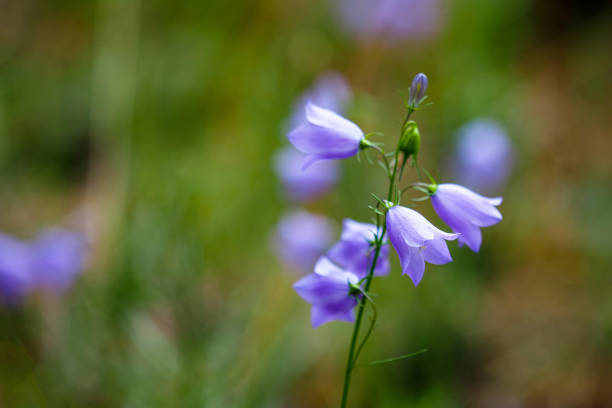 campanula rotundifolia. harebell flores silvestres en el prado de verano - campánula fotografías e imágenes de stock