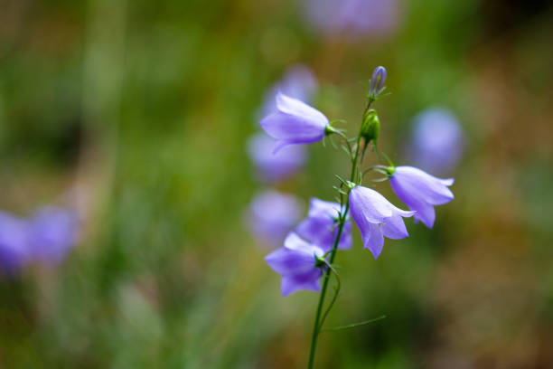 Campanula Rotundifolia. Harebell wild flowers on summer meadow