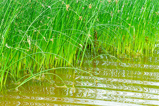 Green sedges field in water. Water chestnut or Eleocharis dulcis plants