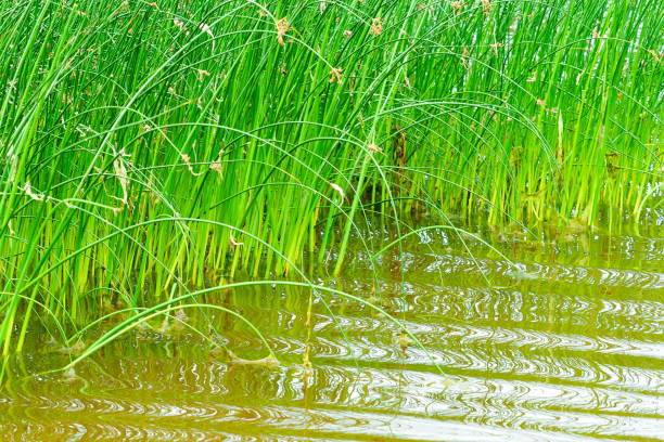 Green sedges field in water. Water chestnut or Eleocharis dulcis plants Green sedges field in water. Water chestnut or Eleocharis dulcis plants carex pluriflora stock pictures, royalty-free photos & images
