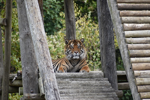 Tiger staring