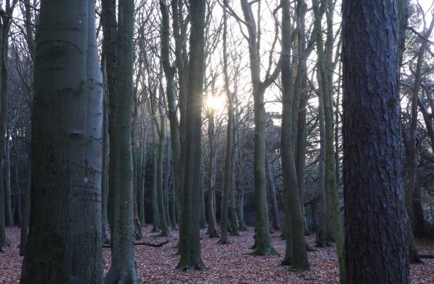 istock Low-angle view of a beautiful forest in Birmingham, UK 1452713795