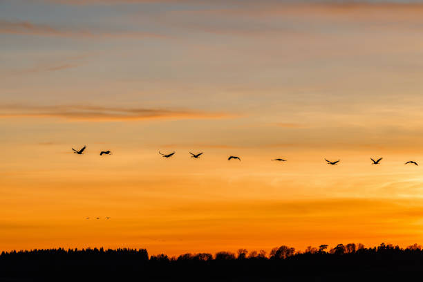 istock Sunset at the forest with a flock of flying cranes 1452714035