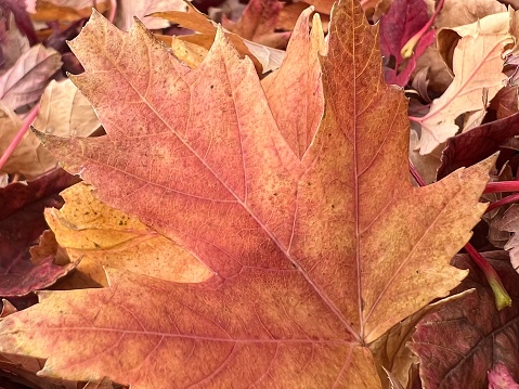 Autumn coloured tree, heart shaped leaves. Lindens / redbud tree. Close up. Changing colours.