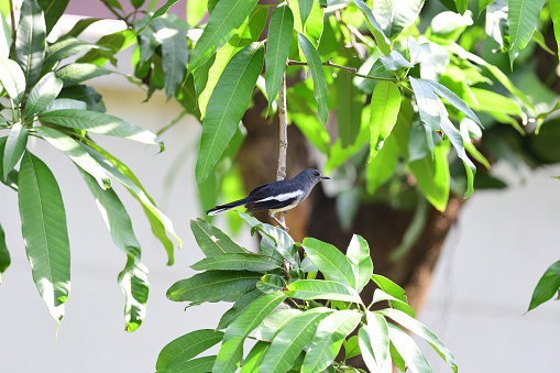 A female oriental magpie robin is perching on a branch of a mango tree.
