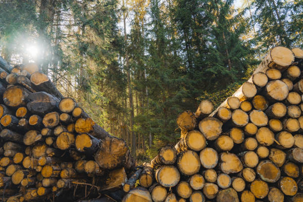 istock Woodpiles in forest in autumn 1452715216
