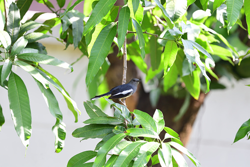 An oriental magpie robin is perching on a branch of a mango tree.