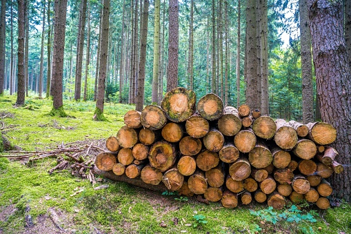 wood logs in forest