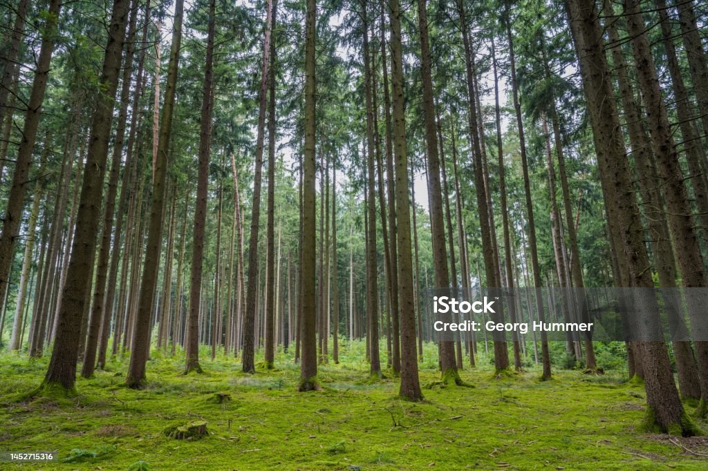 wood logs in forest Lumber Industry Stock Photo