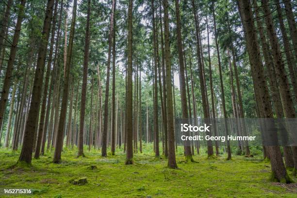 Wood Logs In Forest Stock Photo - Download Image Now - Lumber Industry, Forest, Austria