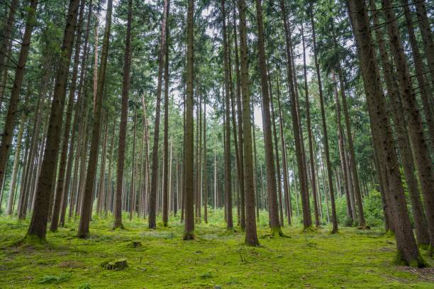 wood logs in forest - forest industry imagens e fotografias de stock