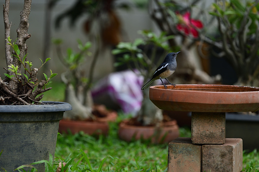 A female oriental magpie robin is perching on a rim of a water basin.